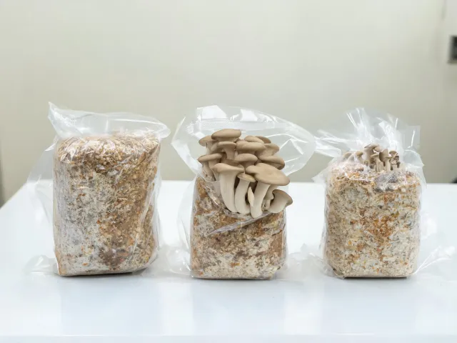 Indoor edible mushroom kit samples