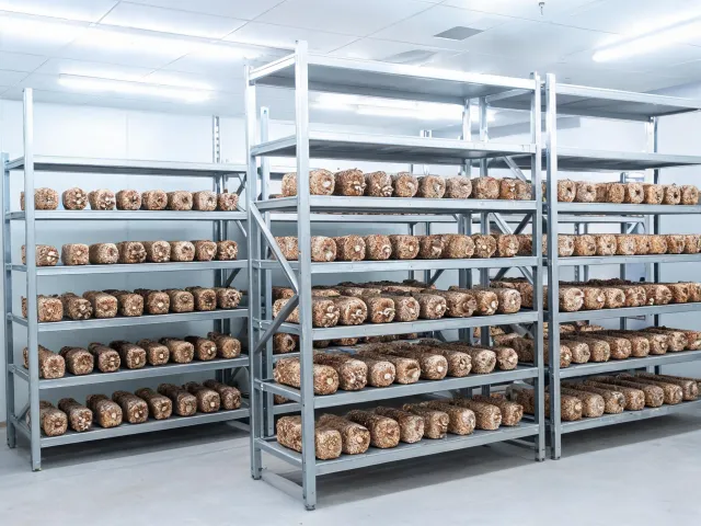 Oyster and shiitake kit preparation area